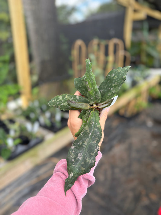 Hoya undulata( splash)