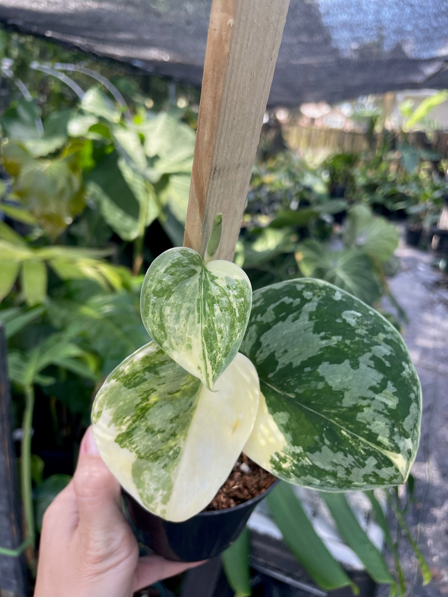 Scindapsus Exotica Variegated