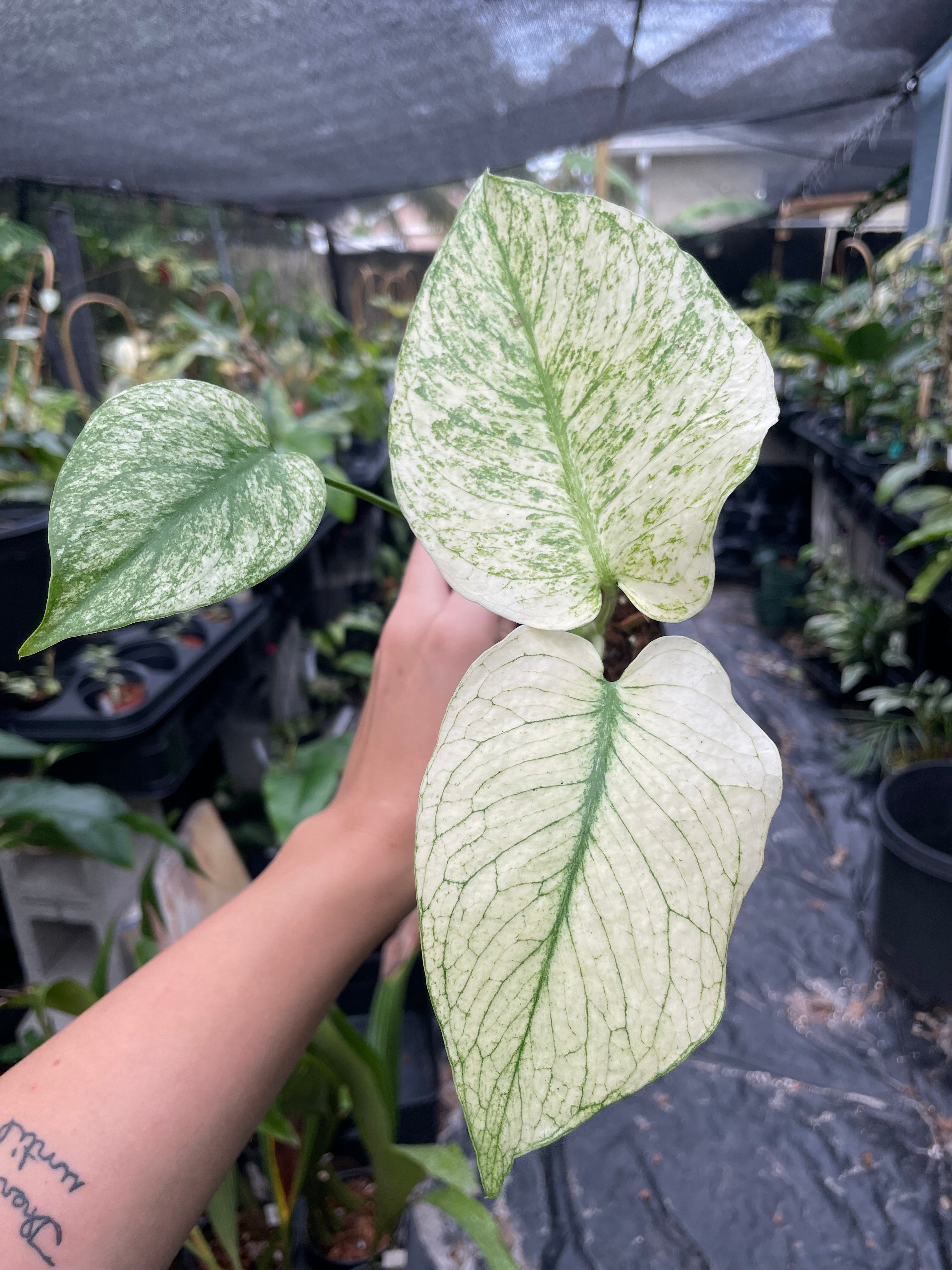 Monstera deliciosa mint variegated (large form) – Jax's Jungle