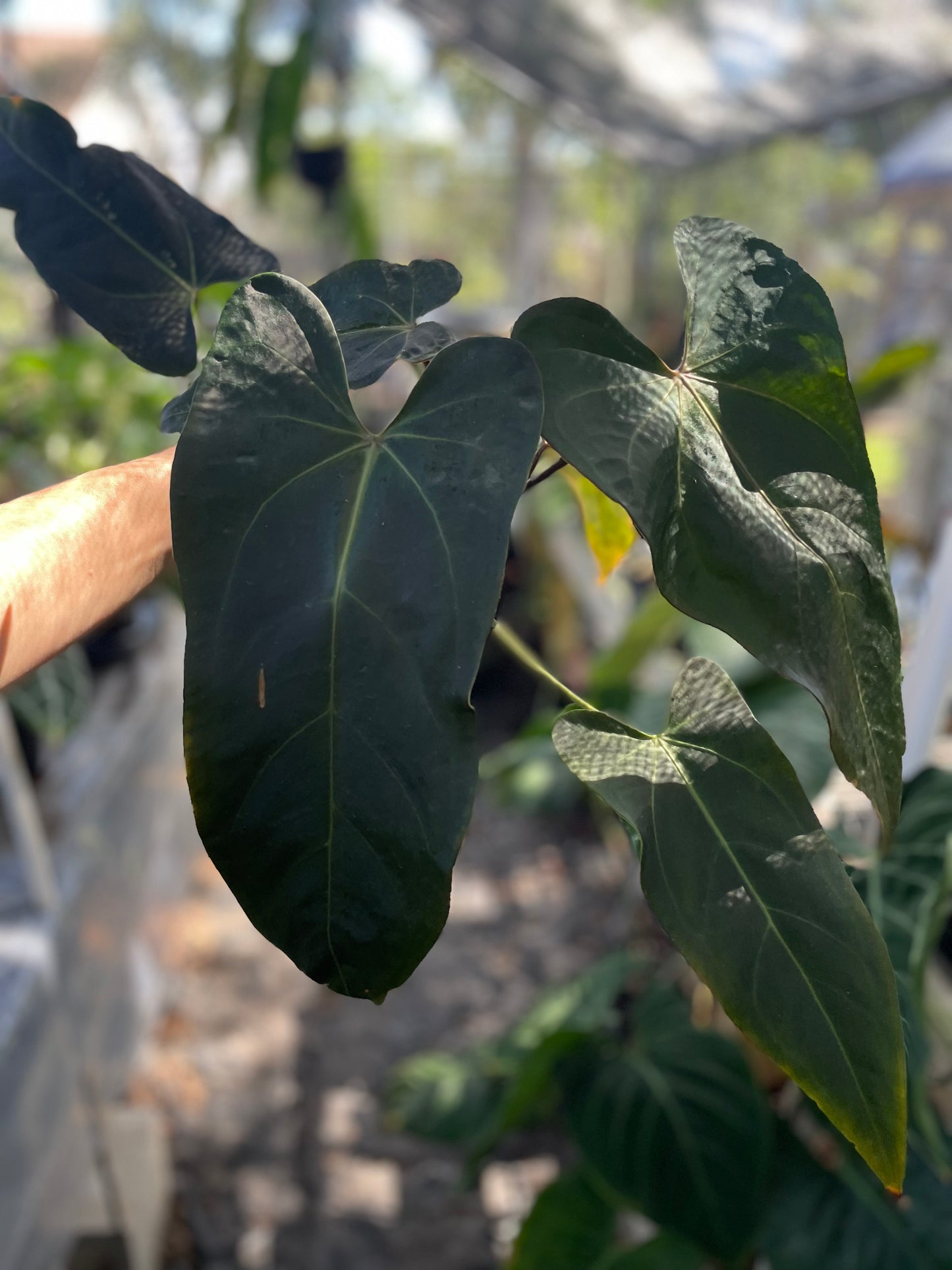 Anthurium Doc Block red velvet cake x dark and handsome