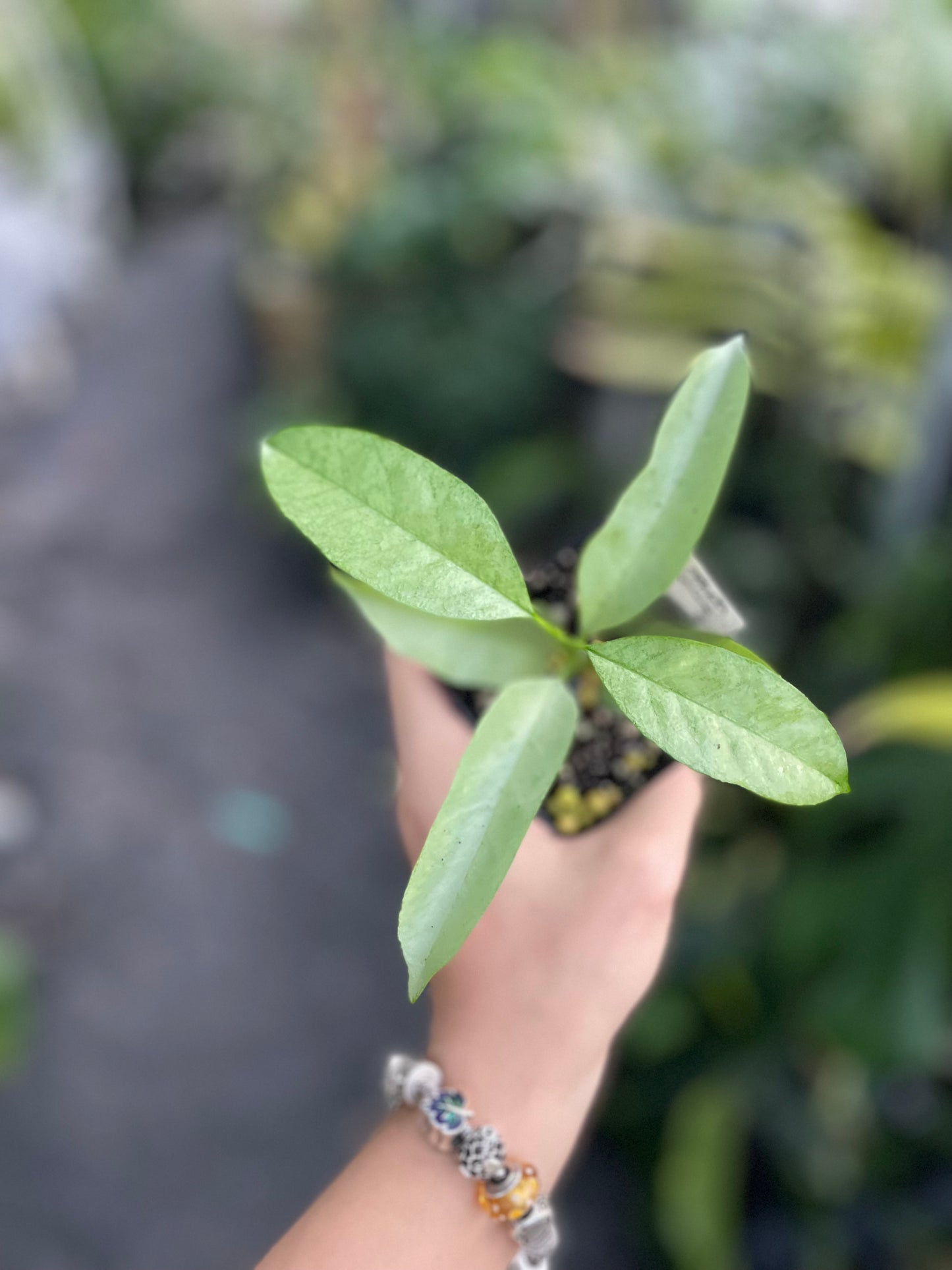 Hoya multiflora silver Wonderphil’