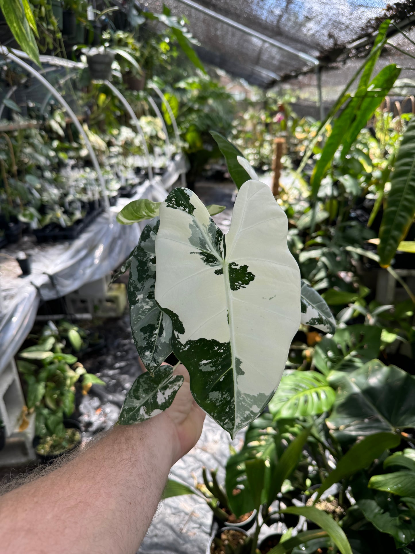 Alocasia Frydek Variegated