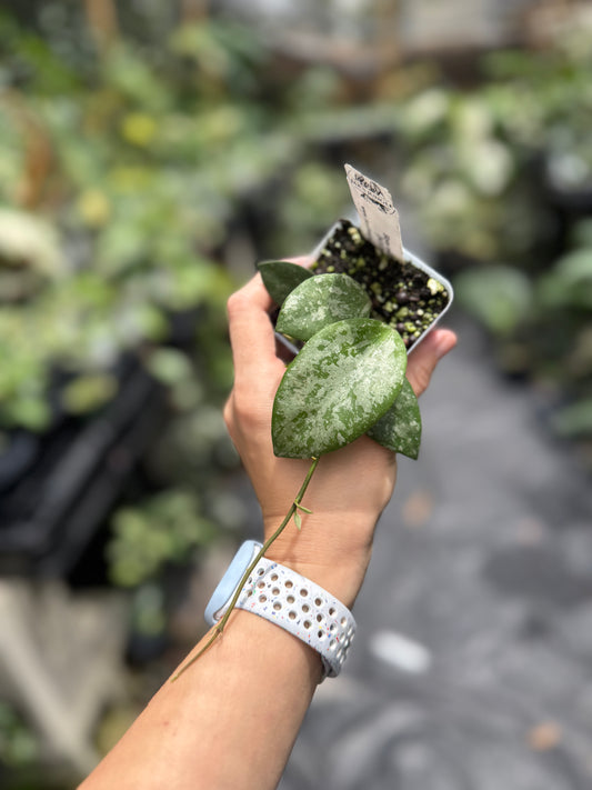 Hoya collina (NOID)