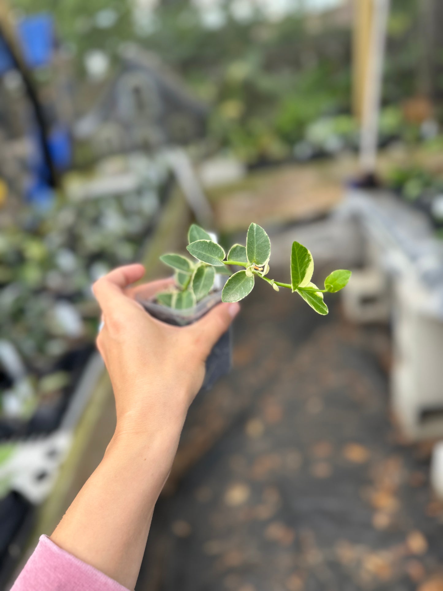 Hoya cummingiana (albomarginata)