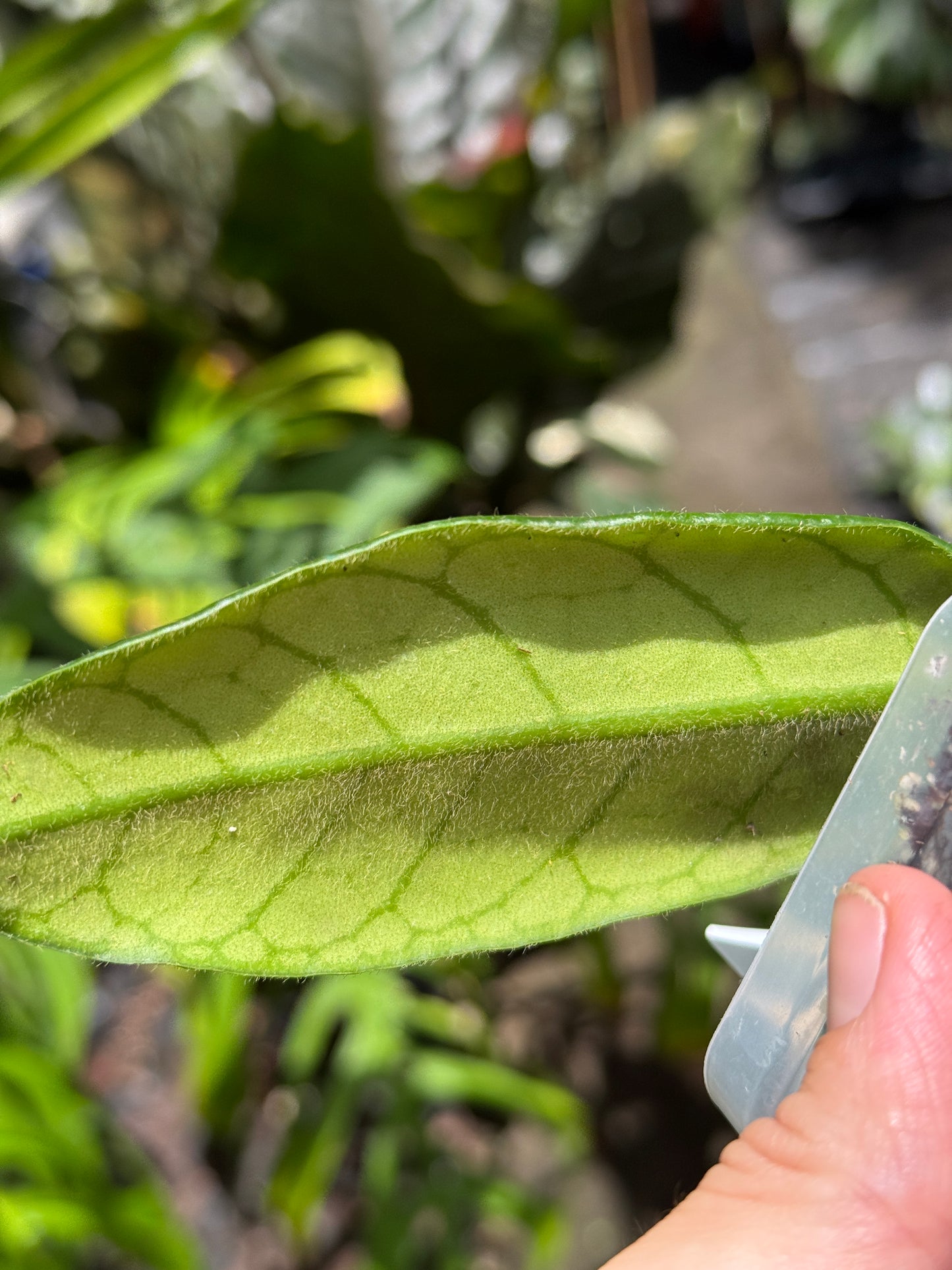 Hoya Sp. Welch Mountain Zoo