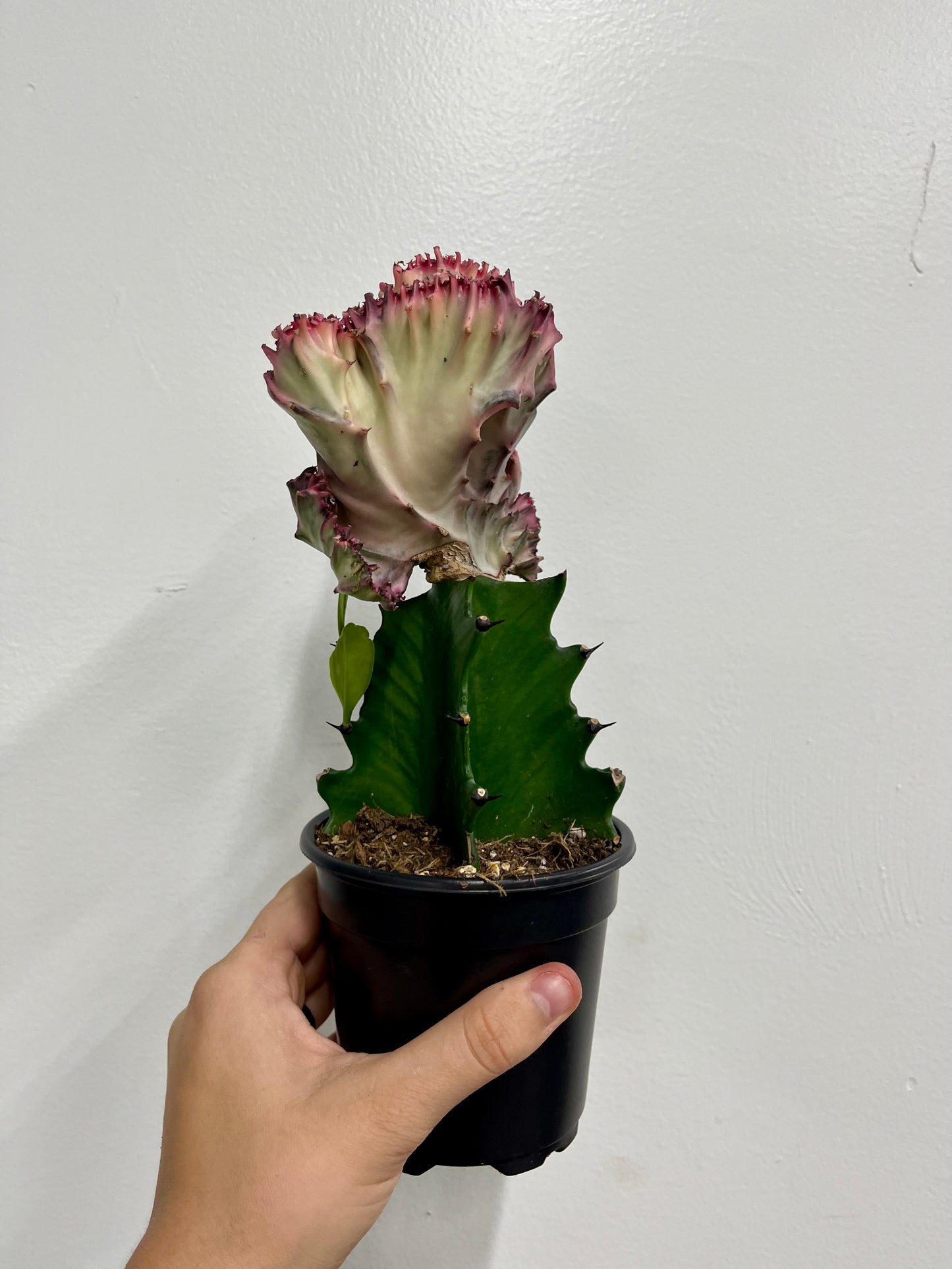 Euphorbia Lactea Crested Grafted (Mermaid tail purple)