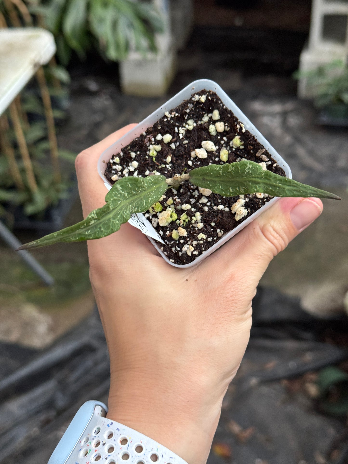 Hoya sp. Blang Bleke 'Z3'