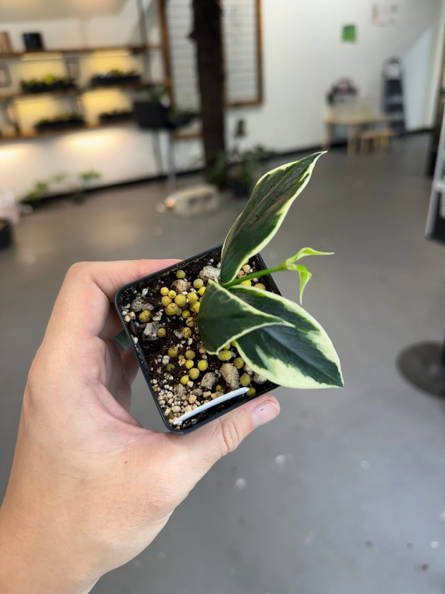 Hoya polyneura albomarginata (outer variegated)