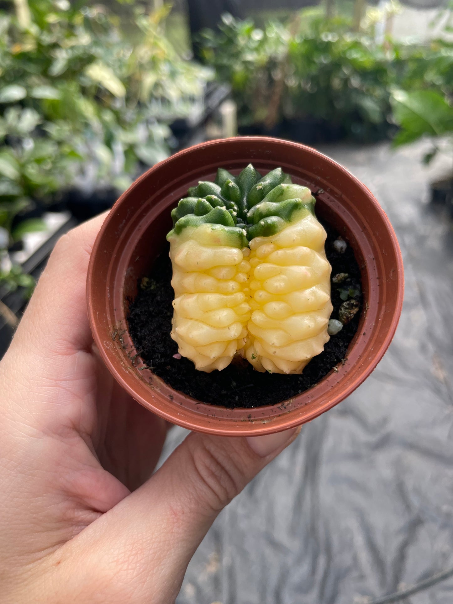 Gymnocalycium mihanovichii Inermis Cristata ‘Spineless’ variegated cactus