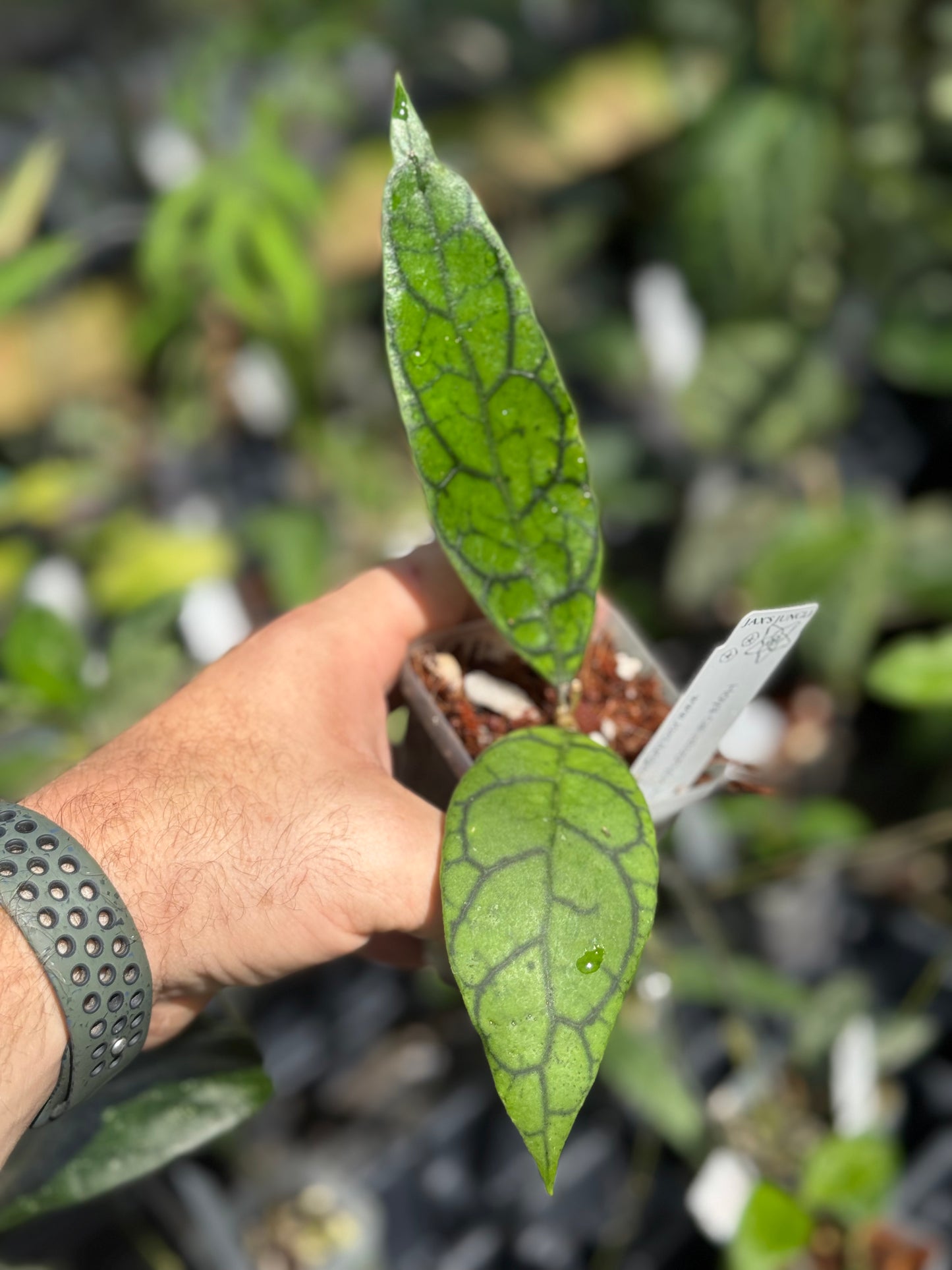 Hoya callistophylla AR17