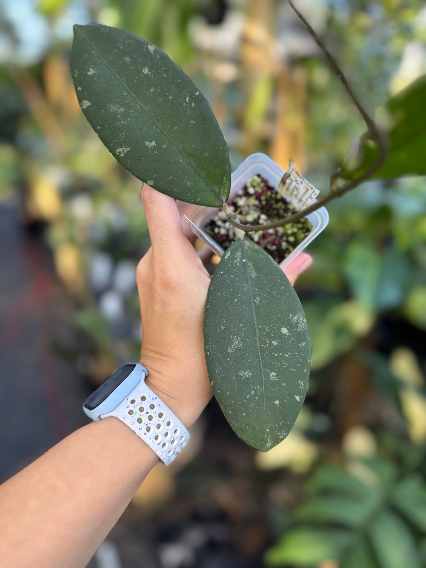 Hoya ‘Khon Kaen Ruby’ x Hoya crassipetiolata (seed 03)