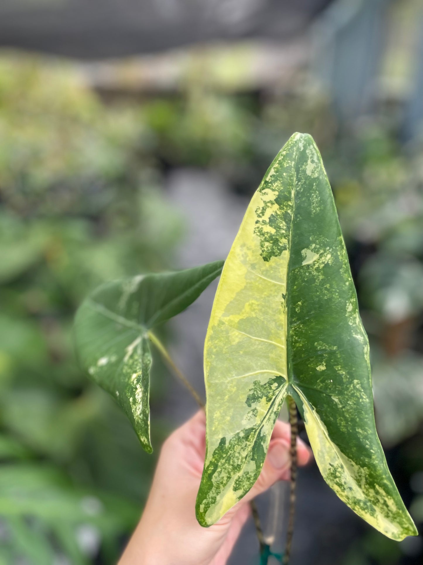 Alocasia zebrina variegated