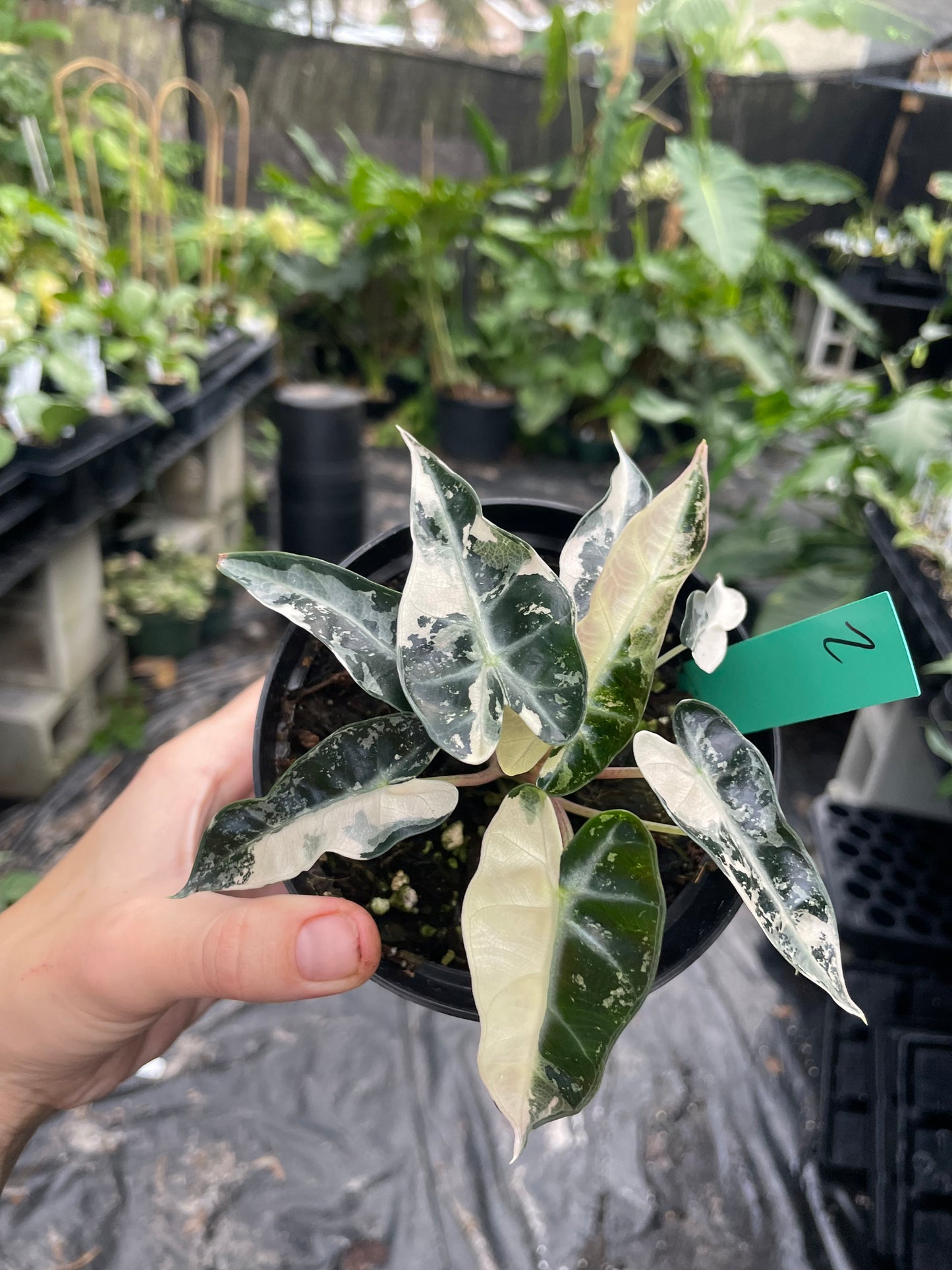 Alocasia pink bambino variegated