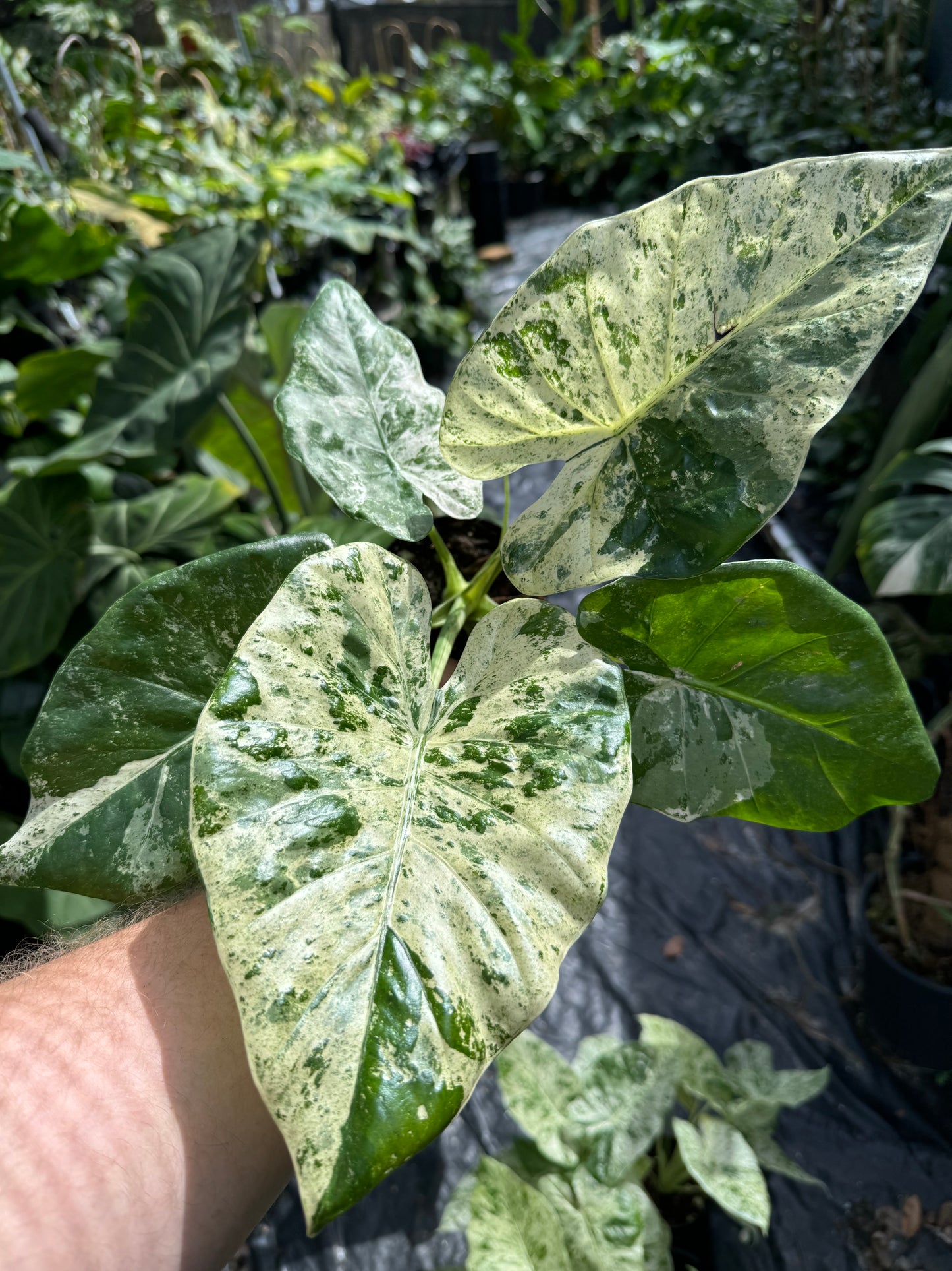 Alocasia ‘Blizzard’