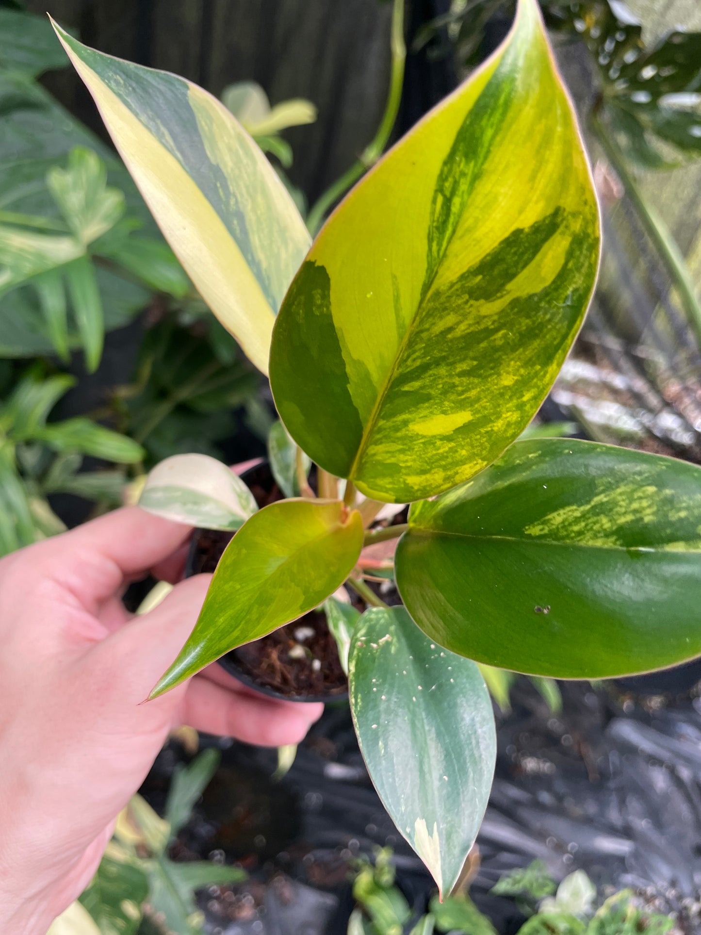 Philodendron red Congo variegated