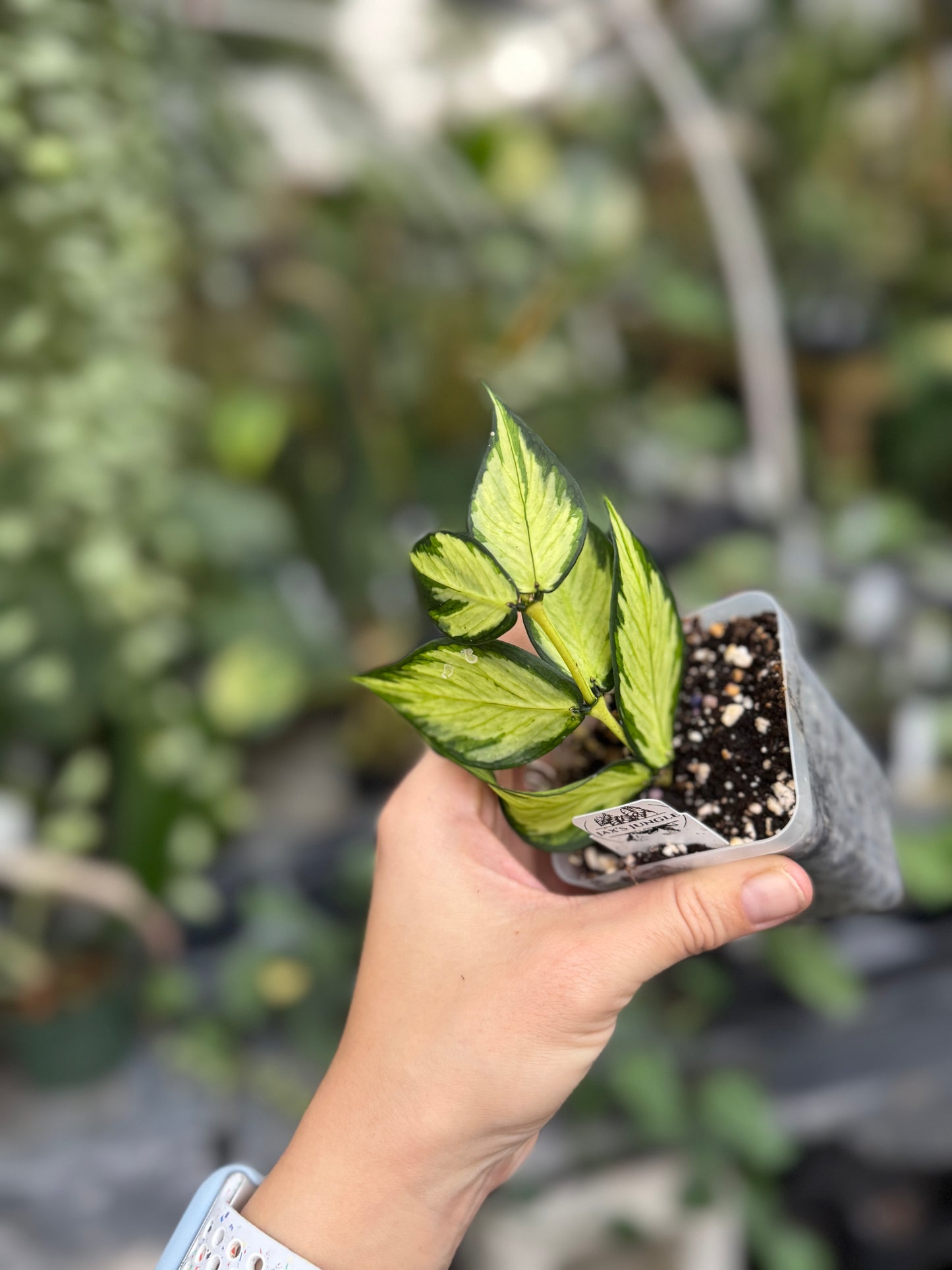 Hoya polyneura (inner variegated)