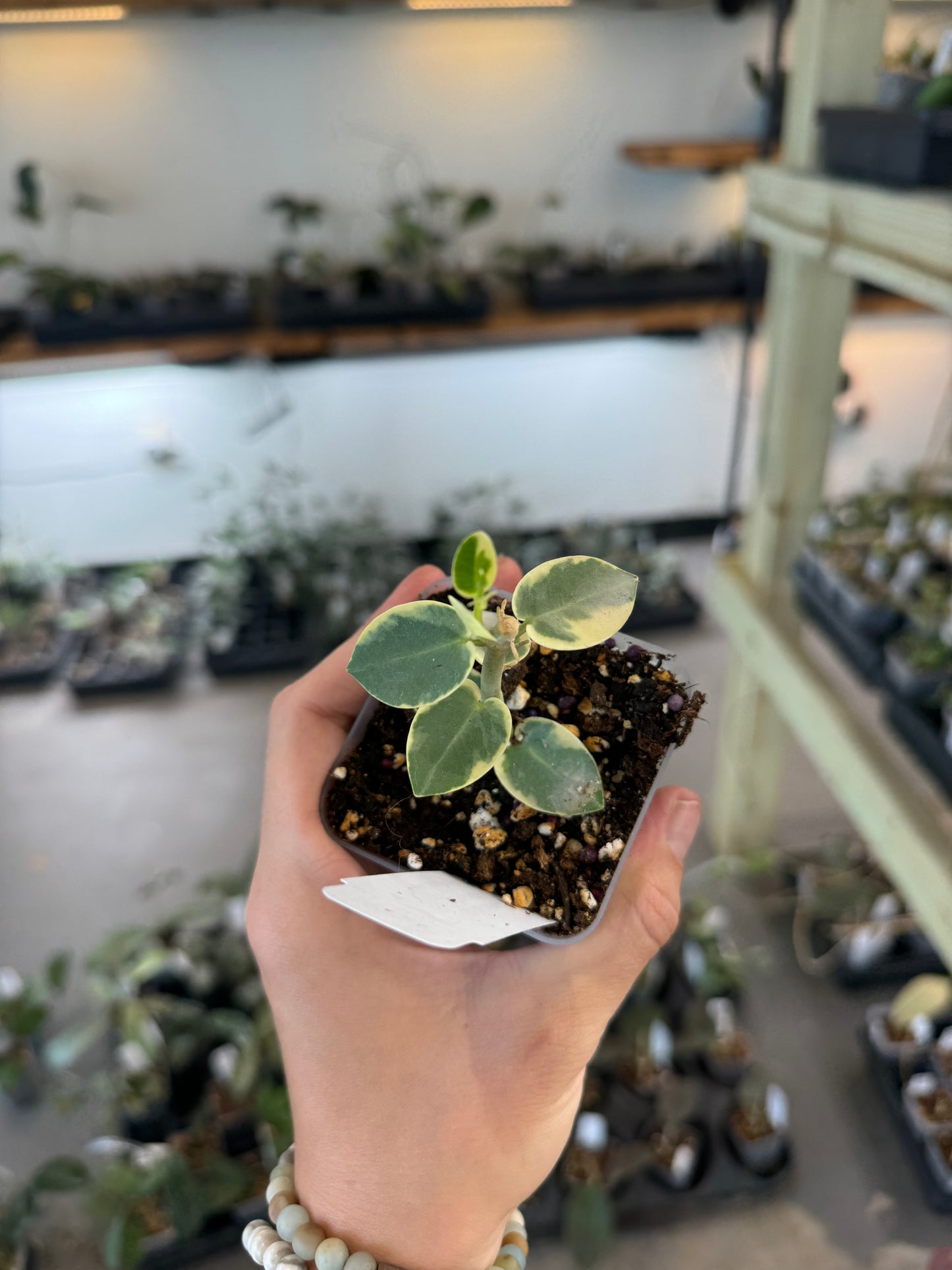 Hoya cummingiana (albomarginata)