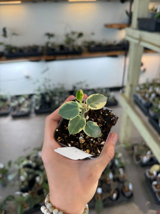Hoya cummingiana (albomarginata)