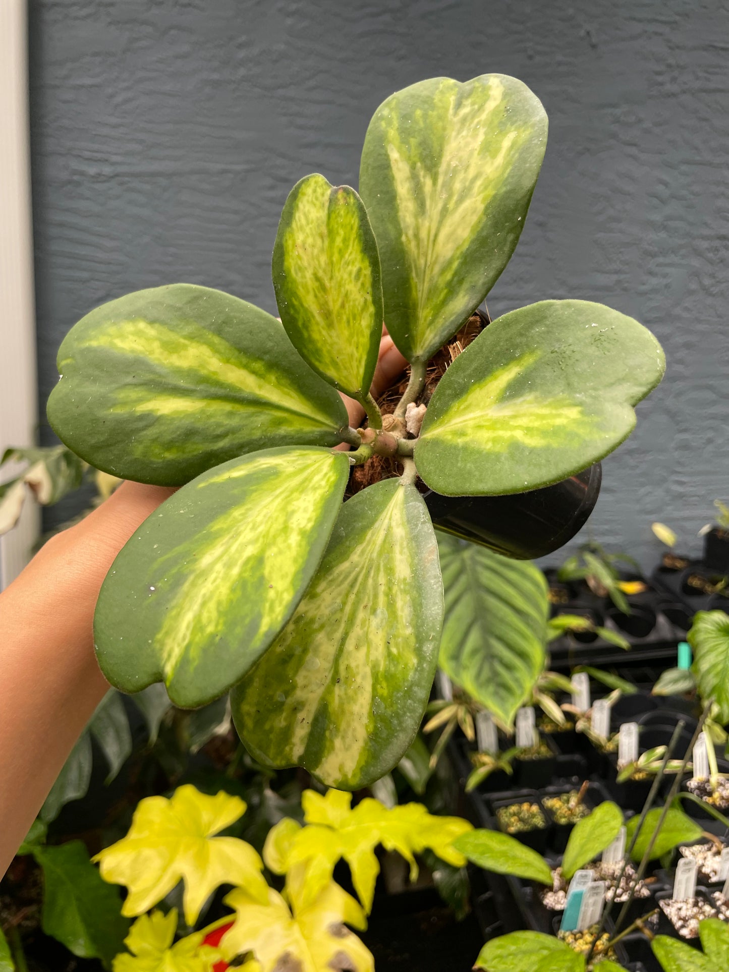 Hoya kerrii 'Picta Spot' (inner variegated)