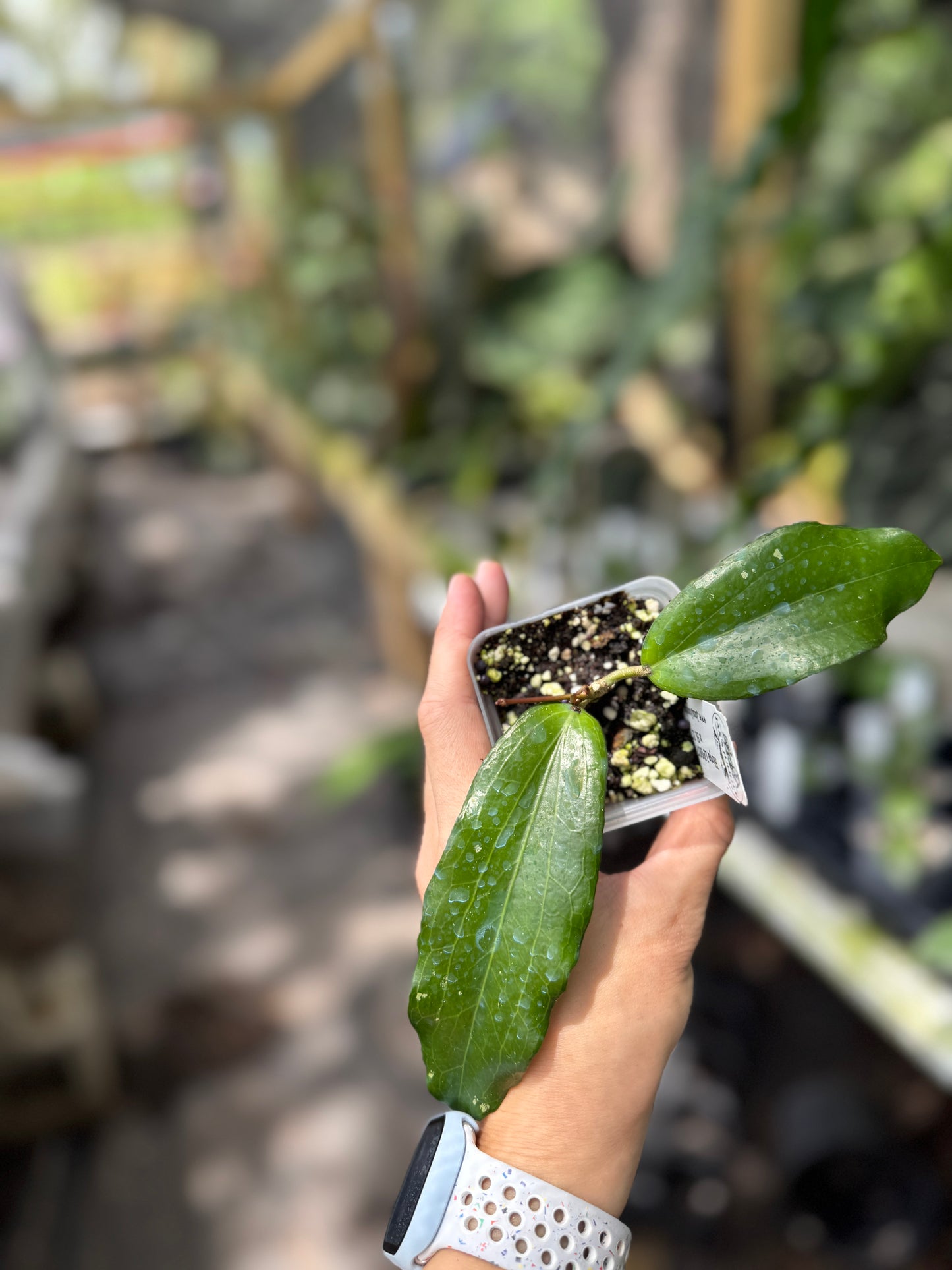 Hoya LP007 (H. erythrina x H. UT267)