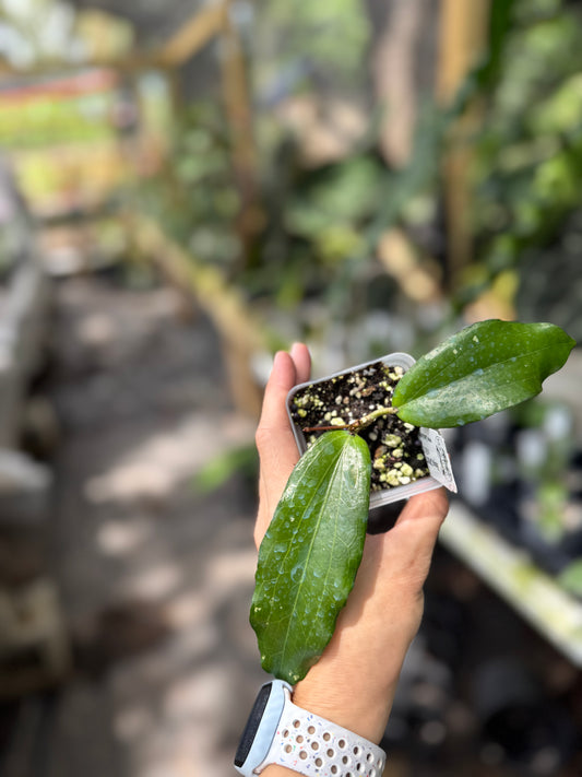 Hoya LP007 (H. erythrina x H. UT267)