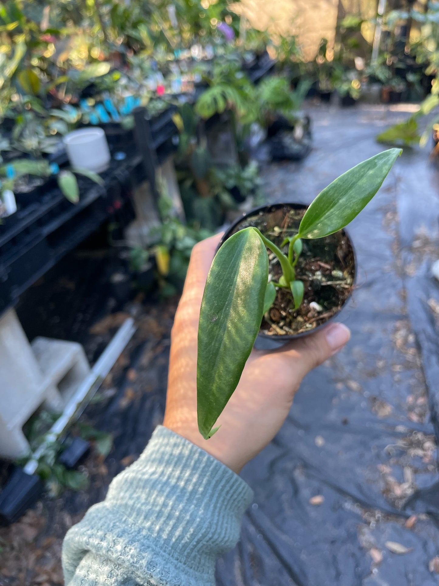 GROWER’S CHOICE: 3” Monstera Burle Marx Flame