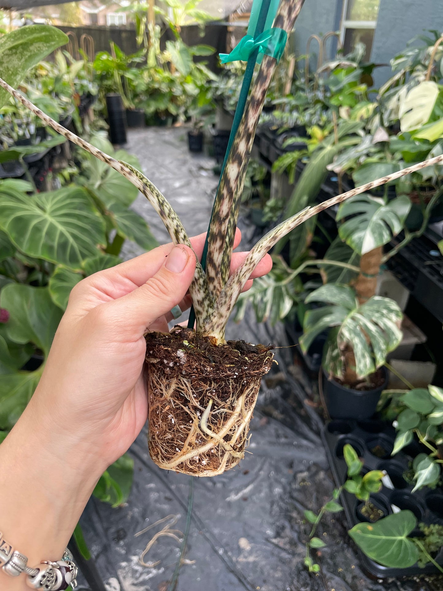 Alocasia zebrina variegated