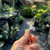Clear dragonfly clip