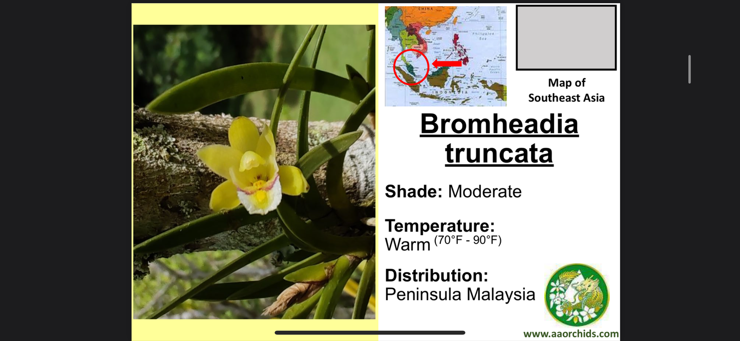 Bromheadia truncata