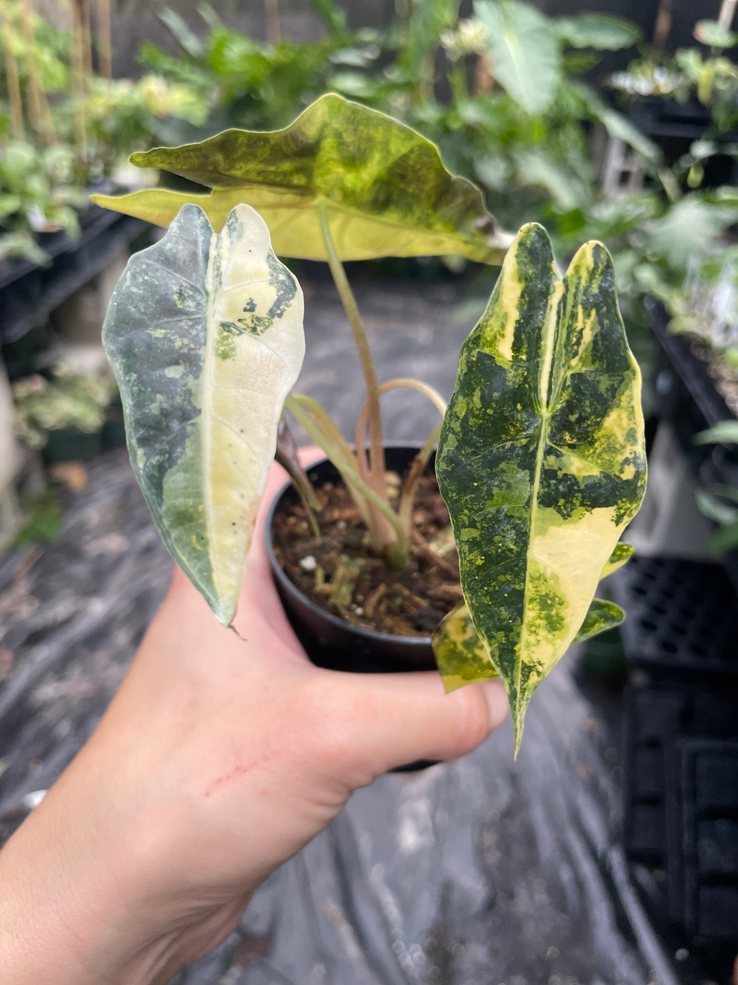 Alocasia bulls aurea