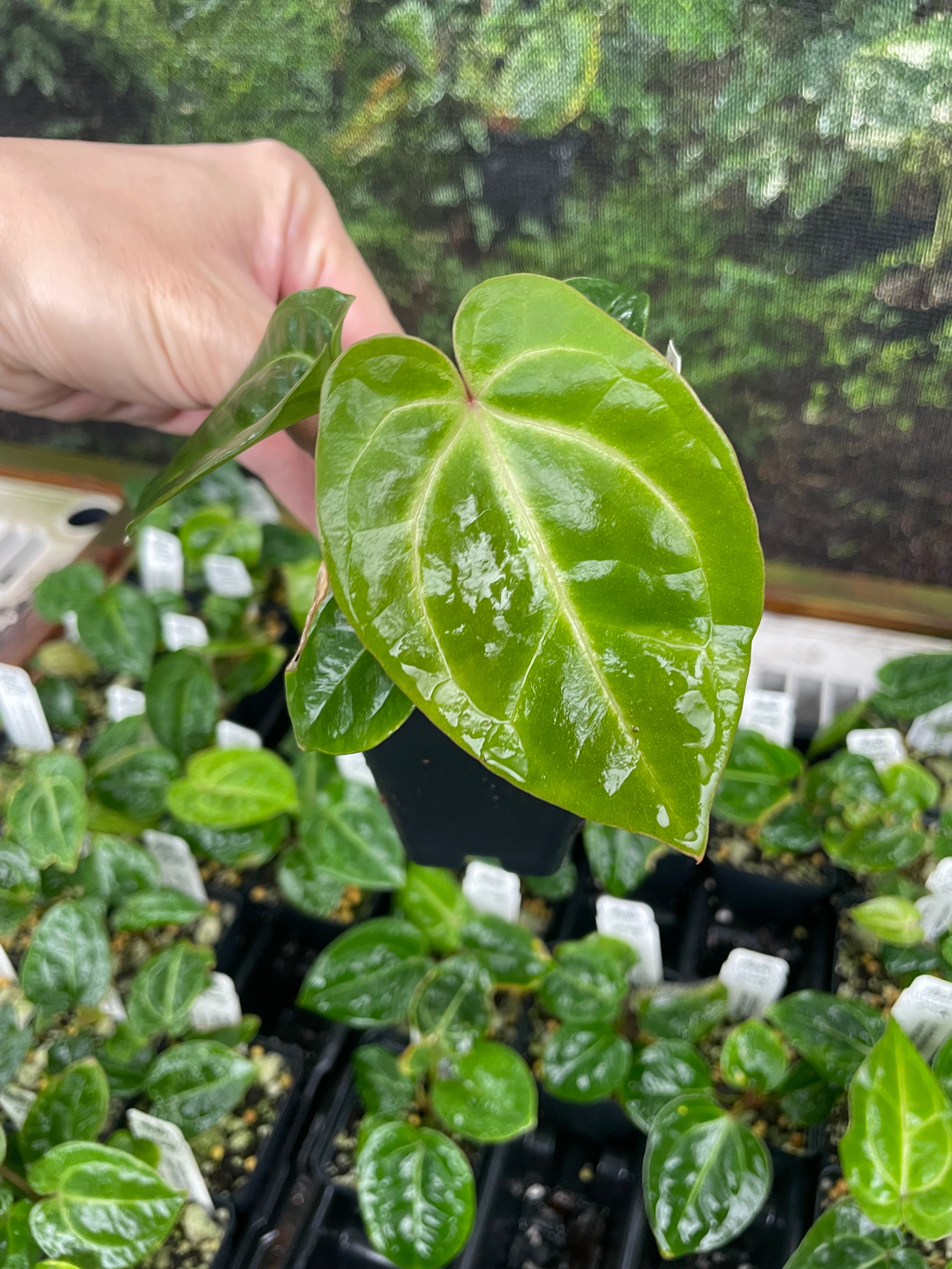 Anthurium doc block noid seedling – Jax's Jungle