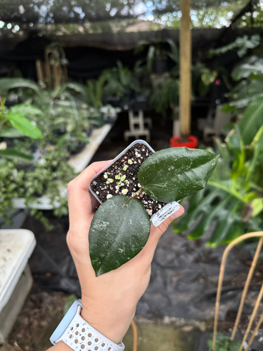 Hoya LP006 (H. erythrina x H. caudata) (Small Leaves)