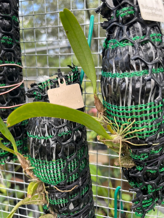 Bulbophyllum corolliferum