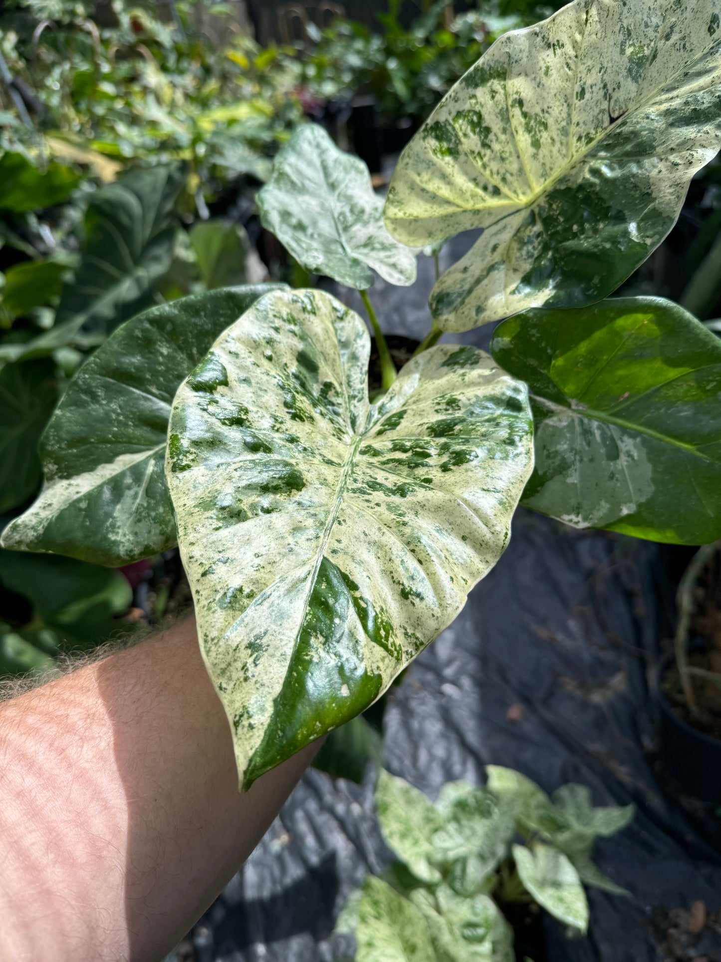 Alocasia ‘Blizzard’