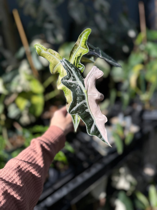 Alocasia Nobilis pink variegated (mother plant)