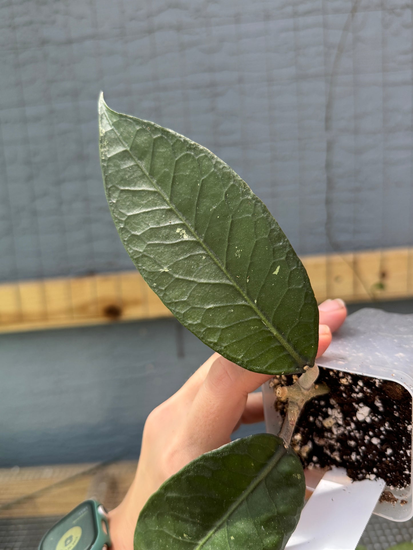 Hoya sp. Gayo Lues NAPC034