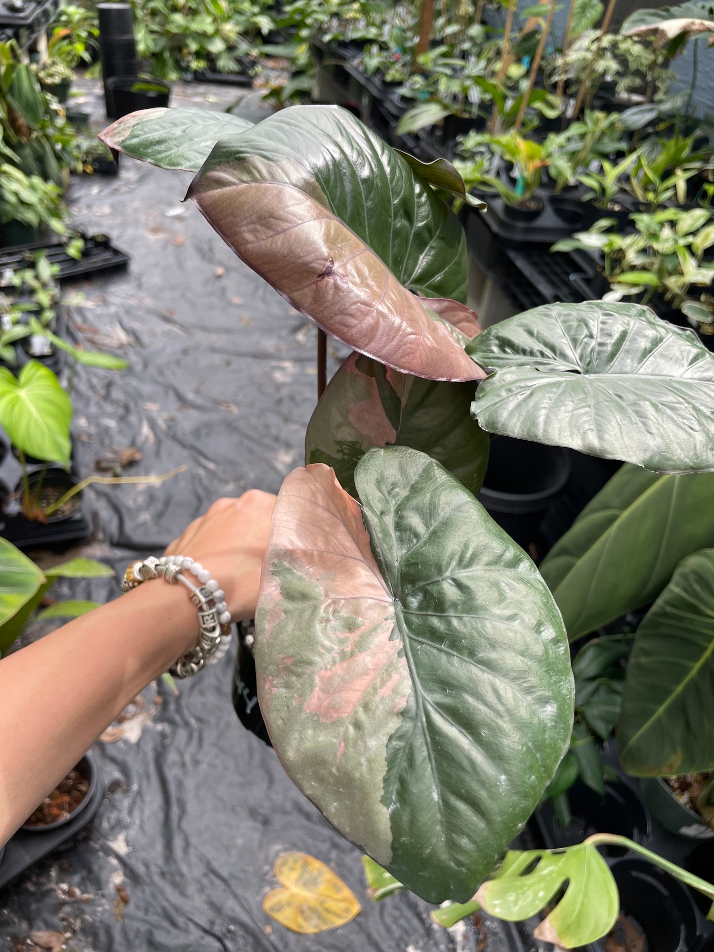 Alocasia serendipity variegated