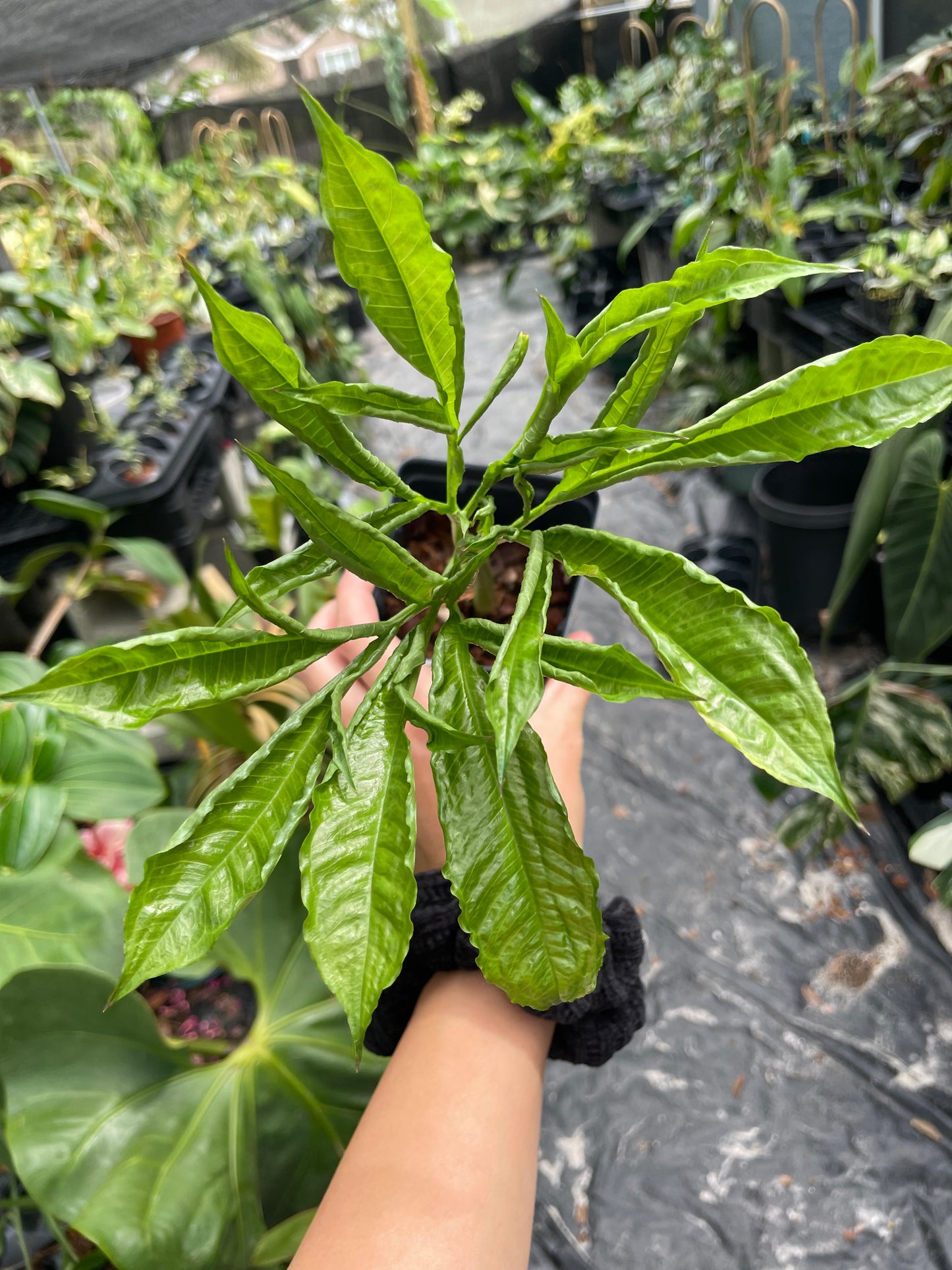 Amorphophallus lambii (green flower!)