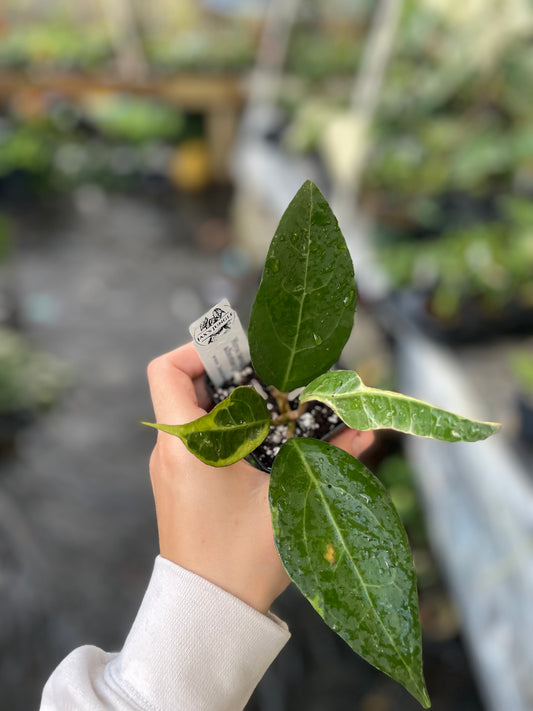 Hoya sp tanggamus albomarginata