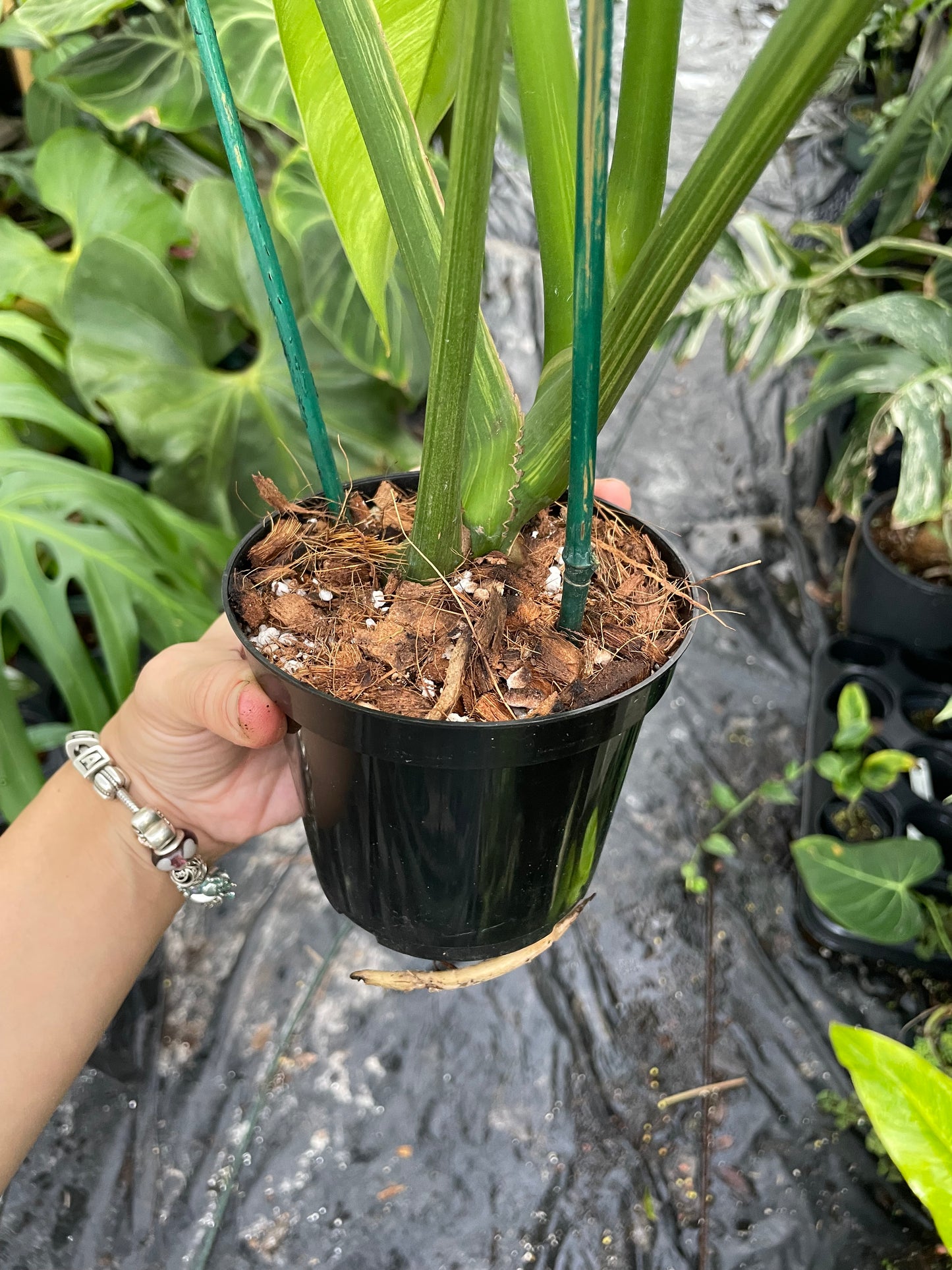 Epipremnum giganteum variegated