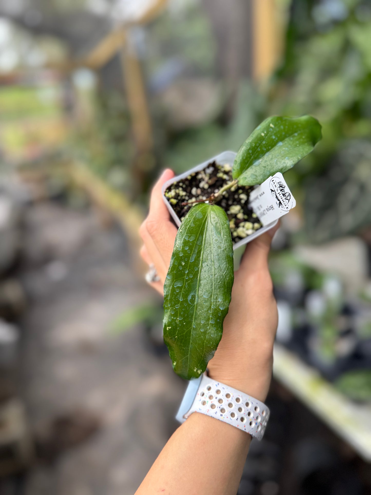 Hoya LP007 (H. erythrina x H. UT267)
