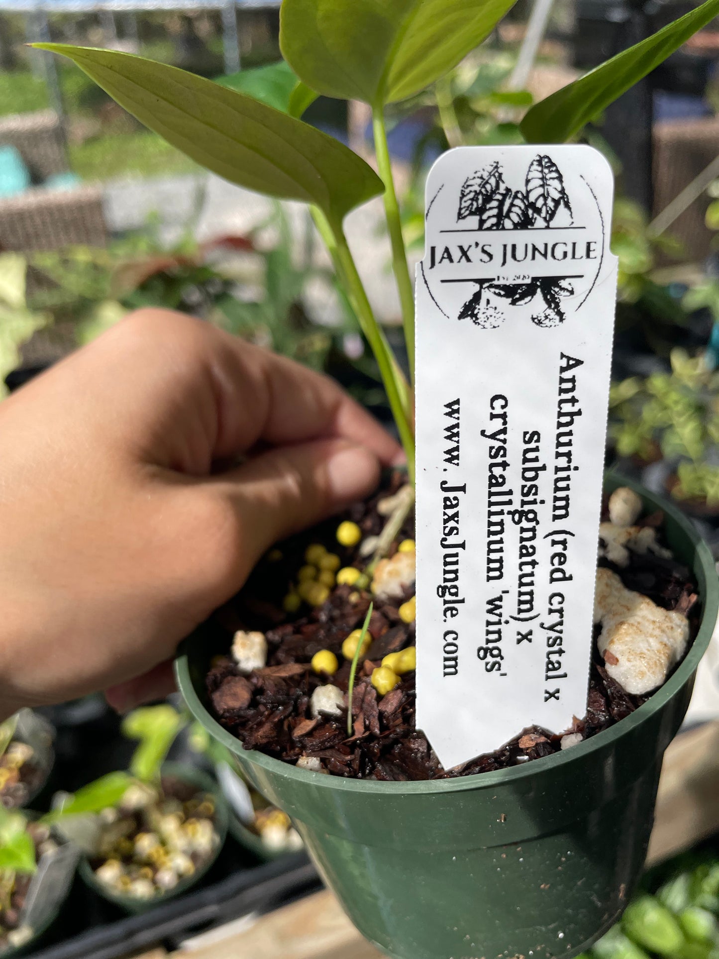 Anthurium ‘Justin’ x ‘wings’