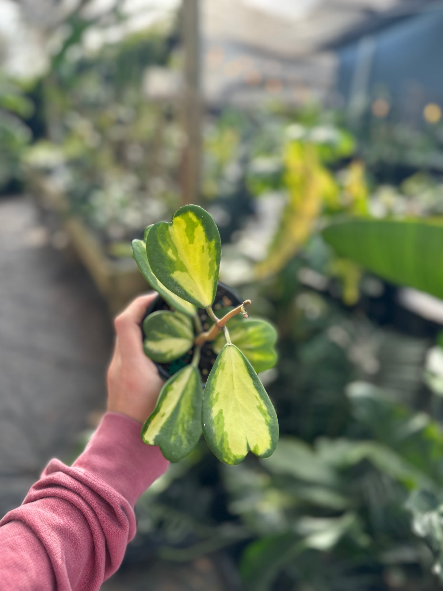 Hoya Kerrii (inner variegated)