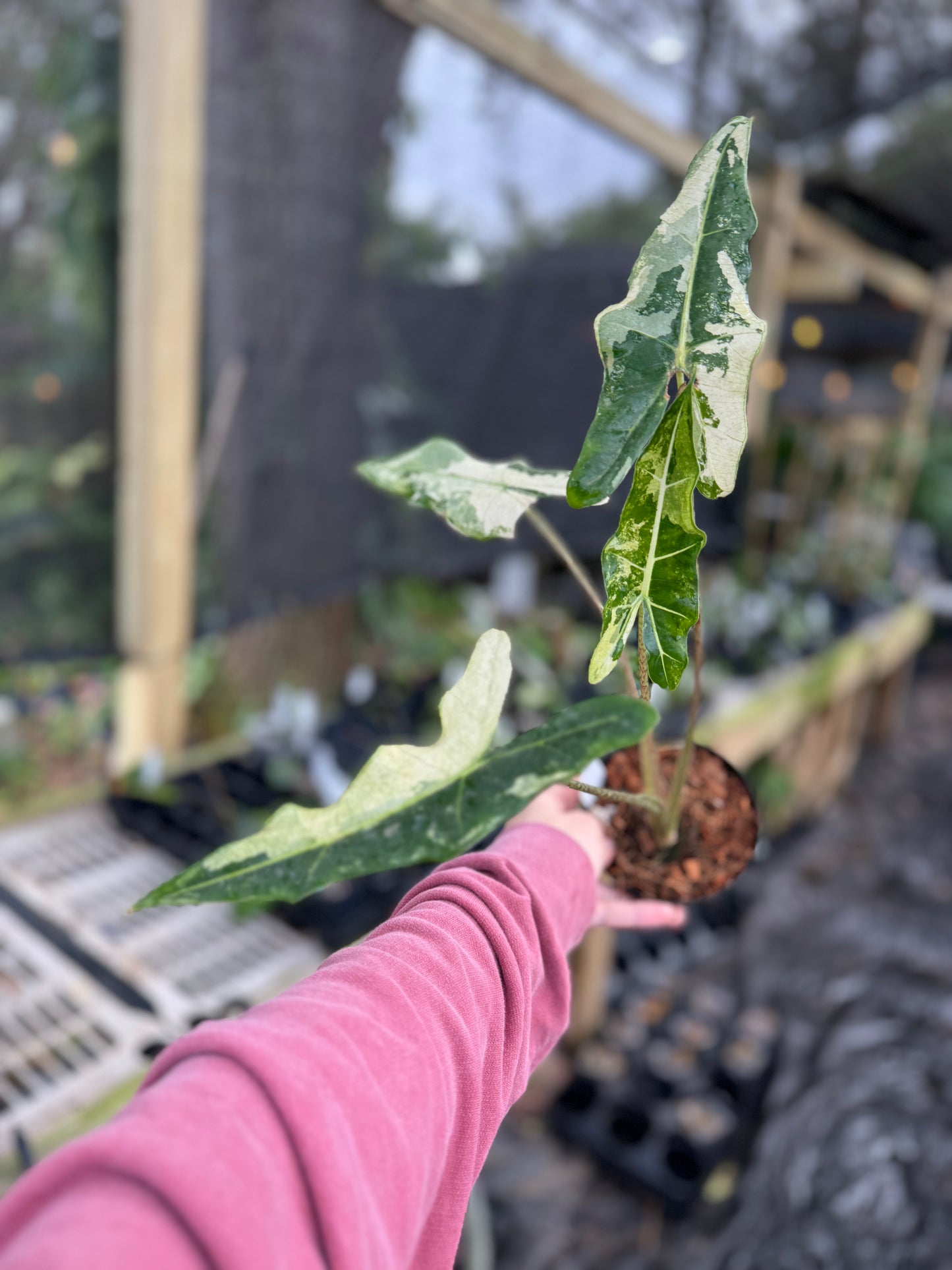 Alocasia Sarian Variegated