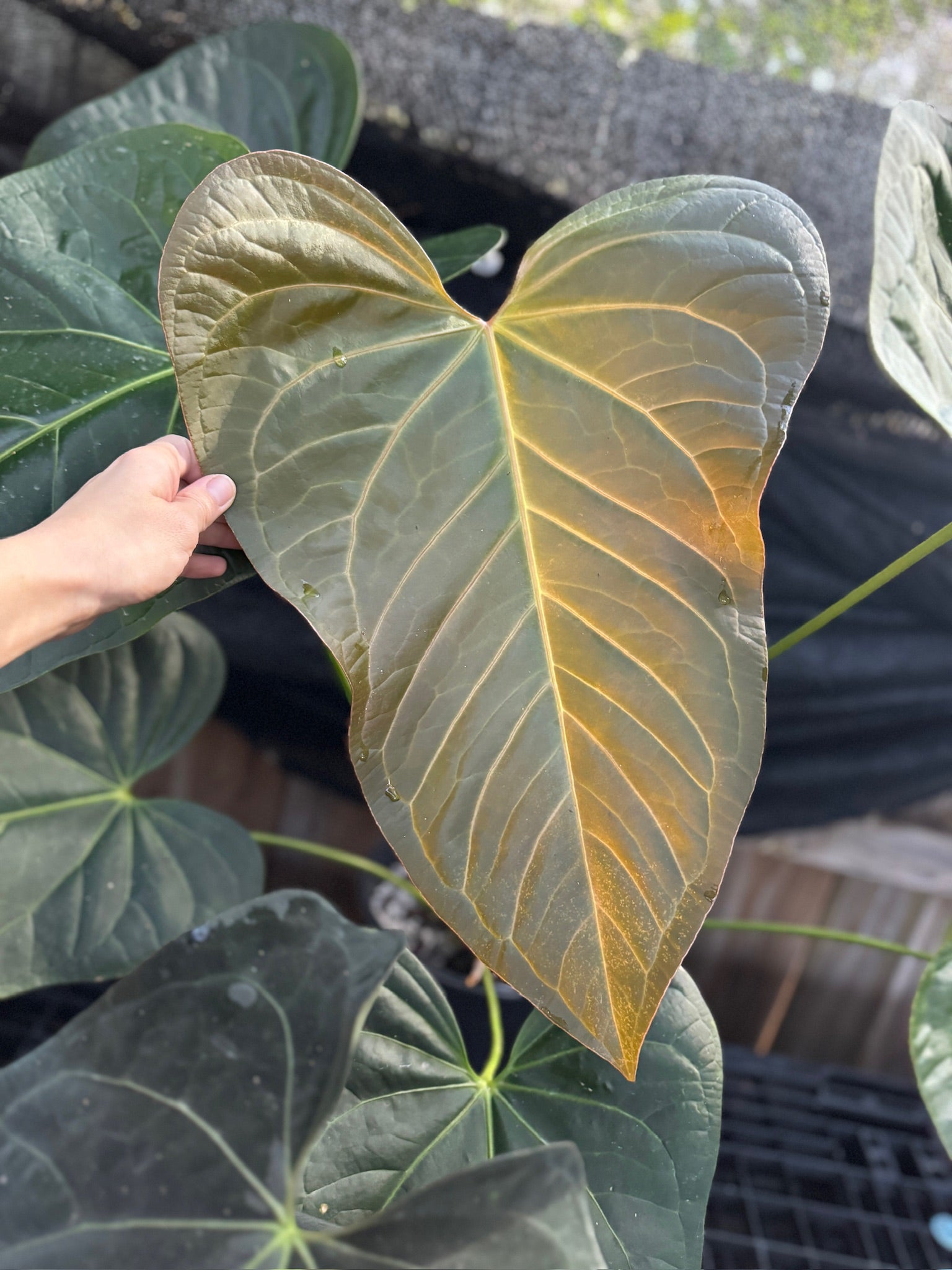 Anthurium 'Justin' x Doc 15 – Jax's Jungle