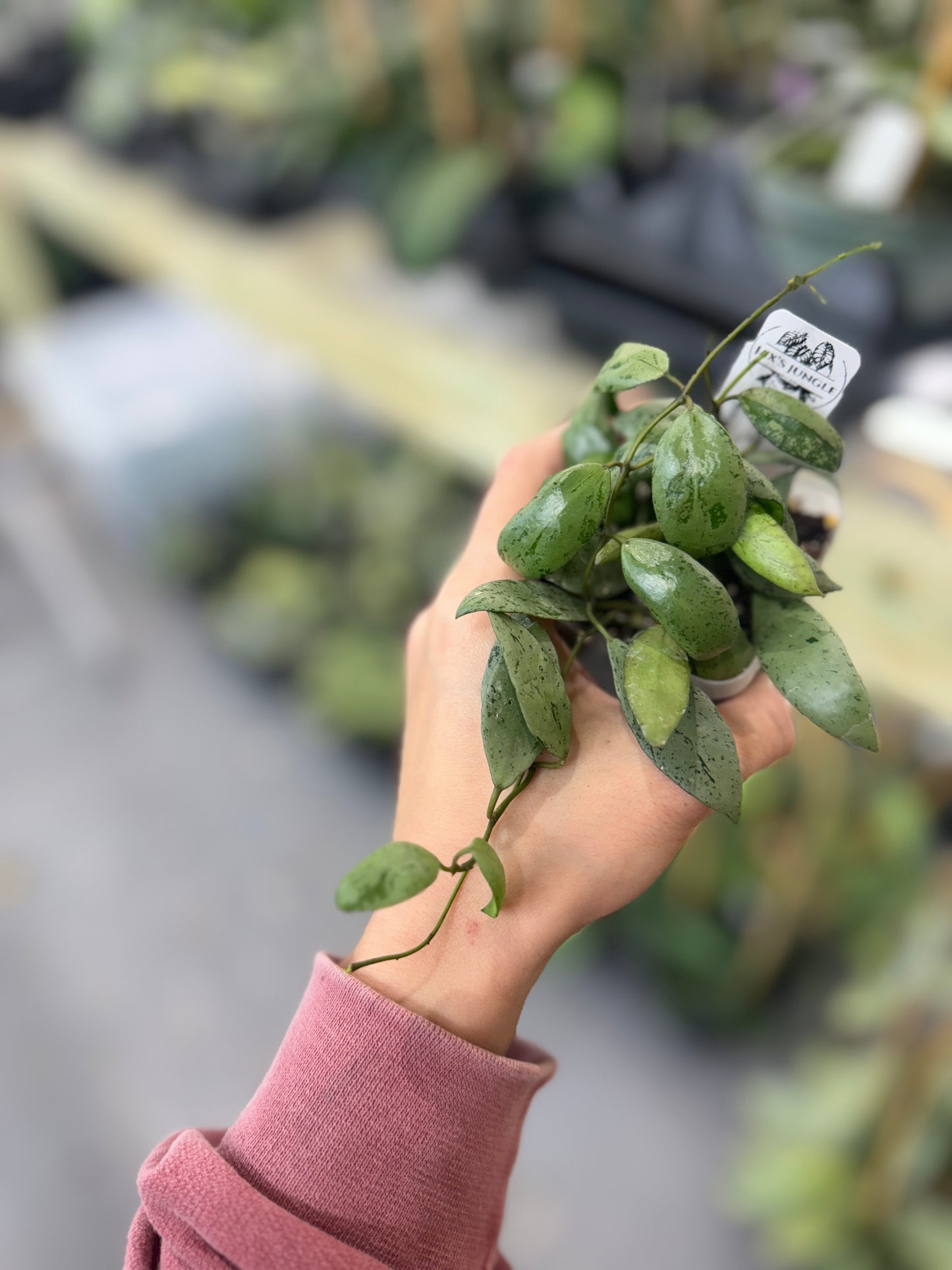 Hoya lacunosa sulcata