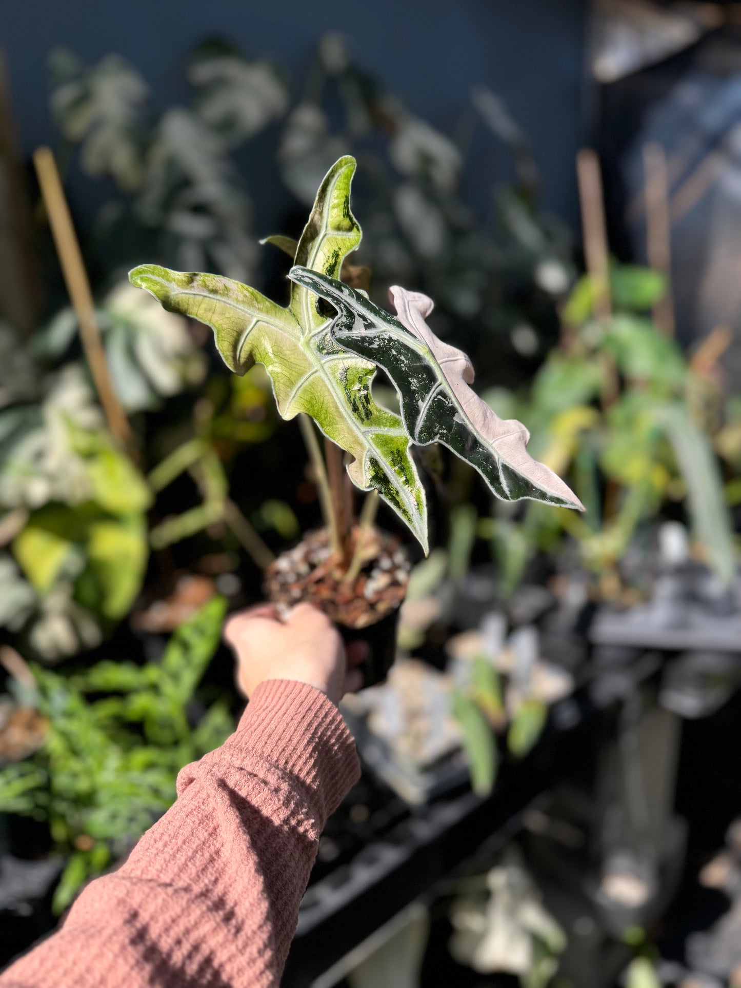 Alocasia Nobilis pink variegated (mother plant)