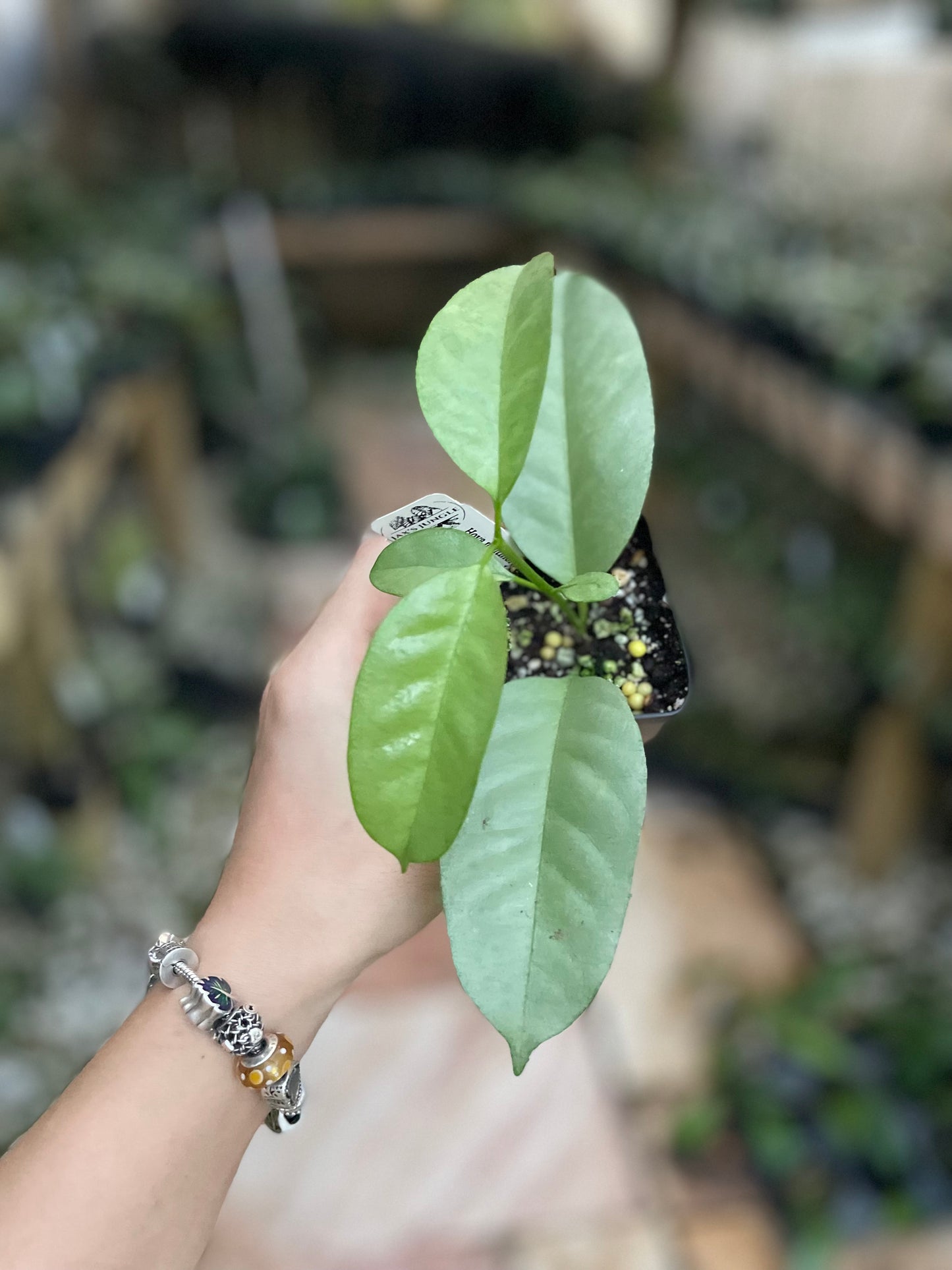 Hoya multiflora silver Wonderphil’