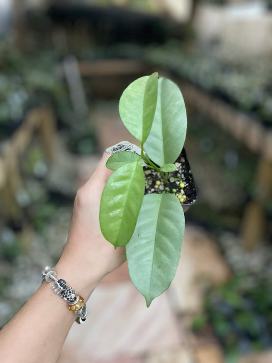 Hoya multiflora silver Wonderphil’