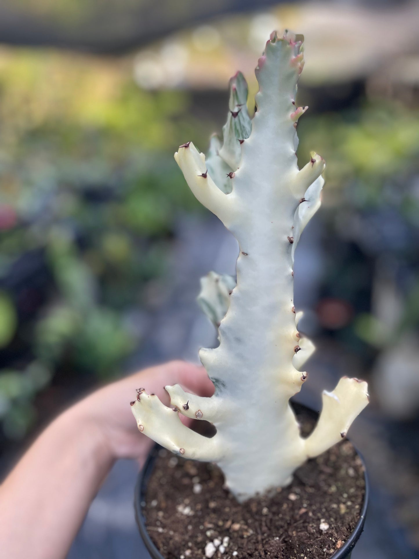 Euphorbia Lactea Ghost Cactus